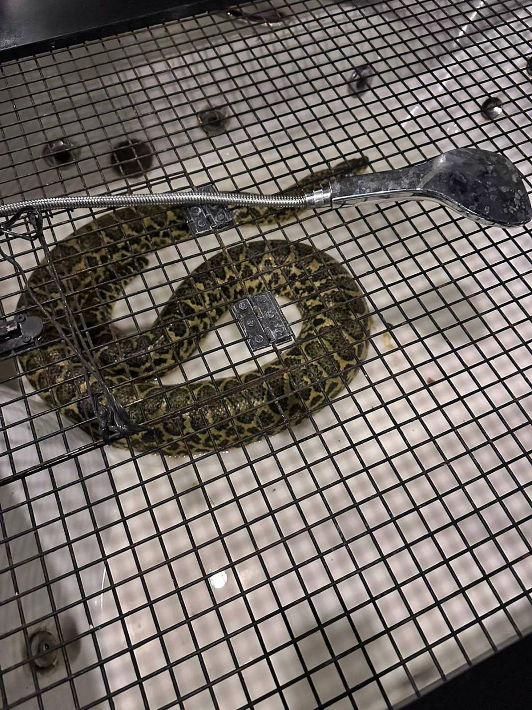 Eve baskın yapan polis Nil timsahı ve anakonda yılanla karşılaştı! Hayrete düşüren anlar 5